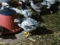 Chickens — الصورة 4