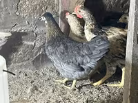 Chickens — foto 1
