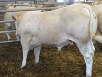 Buğa, Blonde d’Aquitane cattle — foto 2