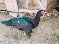 Ducks — फ़ोटो 3