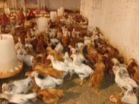 Chickens — Foto 2