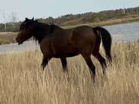 Hengst, Kazakh horse — Foto 4