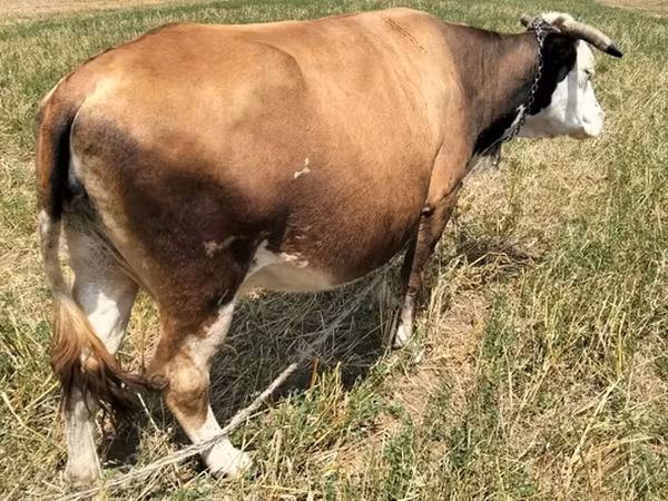 İnək, Simmental cattle — Azərbaycan