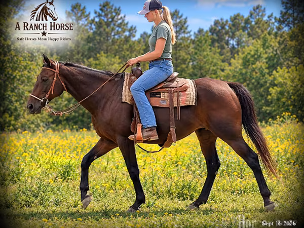 Mare, Quarter Horse