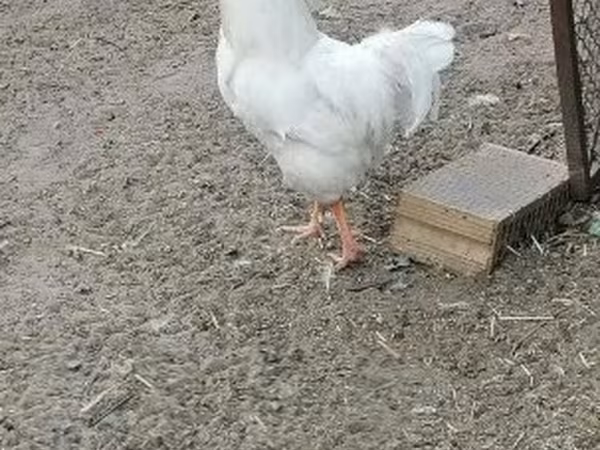 Plymouth Rock