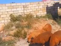 भेड़ें (लॉट, लिंग निर्दिष्ट नहीं), भेड़ — फ़ोटो 1