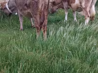 गाय, अज़रबैजान ज़ेबू — फ़ोटो 6
