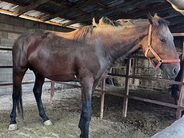 公马, Horses