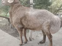 Qoyunlar (partiya, cinsi göstərilməyib), Arashan sheep — foto 5