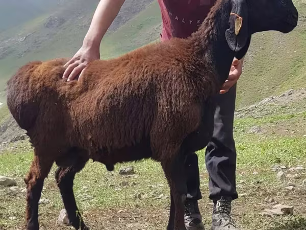Ram, Blackheaded Persian sheep