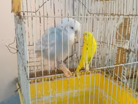 Iki qus (erkek disi) bir boyuk qefes icinde yemi qabi su qabi — Foto 3