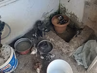 Chickens — الصورة 1