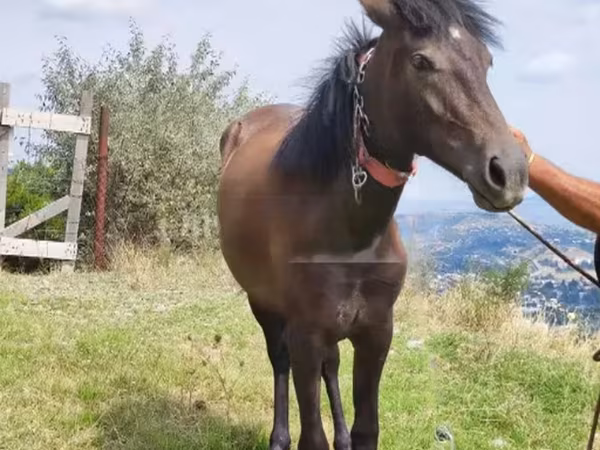 Égua, Cavalos