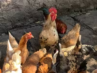 Chickens — الصورة 2