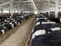 İnək, Yaroslavl cattle — foto 4