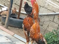 Chickens — foto 1