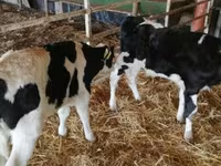 Byk, Russian Black pied cattle — zdjęcie 3
