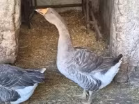 Geese — الصورة 2