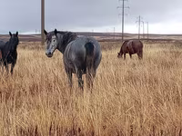 Klisna, Kazakh horse — foto 2