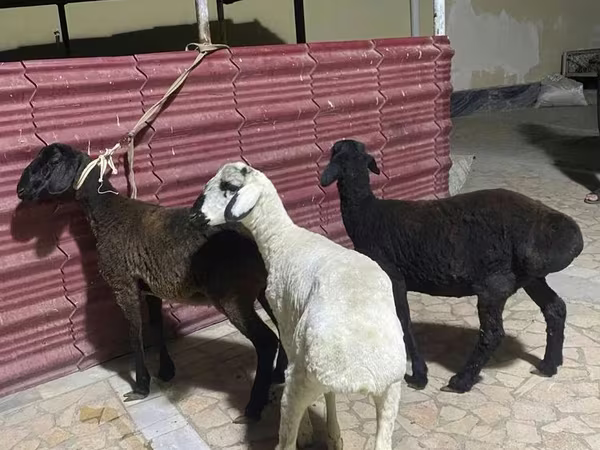 Sheep (batch, sex not specified), Sheep
