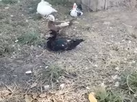 Ducks — foto 1