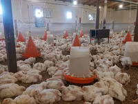 Chickens — foto 6
