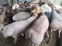 Ram, Sheep — photo 2