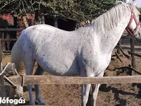 घोड़ी, Lipizzaner — फ़ोटो 1