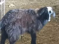 Qoç, Suffolk sheep — foto 5