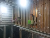Chickens — foto 4