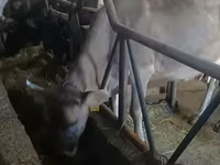 Cow, Swiss cattle — photo 2