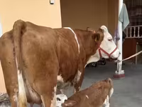 母牛, Red-spotted breed — 照片 2