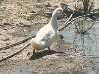 Ducks — الصورة 1