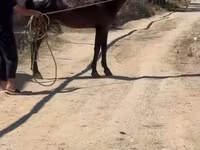 At, Karabakh horse — foto 5