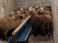 Qoç, Merino sheep — foto 7