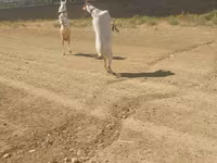 Goats (batch, sex not specified), Goats — photo 5