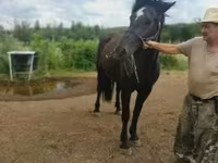 母马, Međimurje horse — 照片 1