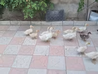 Ducks — foto 2