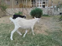 Cabro, Cabras — foto 3