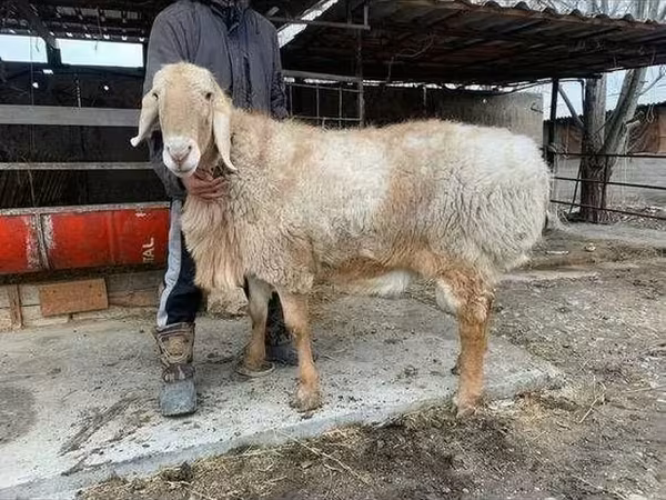 Qoç, Qoyunlar