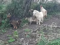 Keçi, Keçilər — foto 3