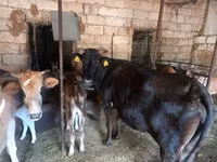 Cow, Simmental cattle — photo 7