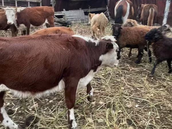 Bovinos (lote, sexo não especificado), Bovinos