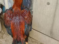 Chickens — photo 2