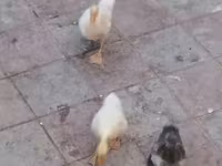 Geese — photo 4