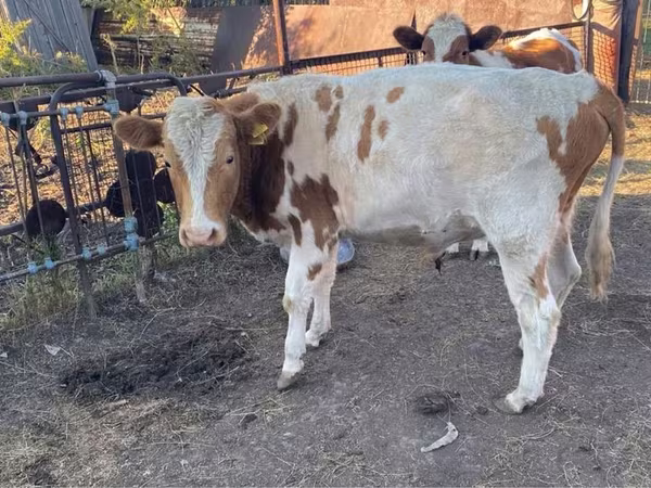 Buğa, Simmental cattle