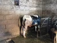 Bull, Holstein breed — photo 2