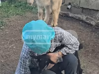 Cabra, Megrelian goat — foto 1