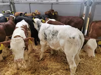 Vaca, Simmental cattle — foto 5
