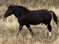 Horse (M), Horses — photo 6